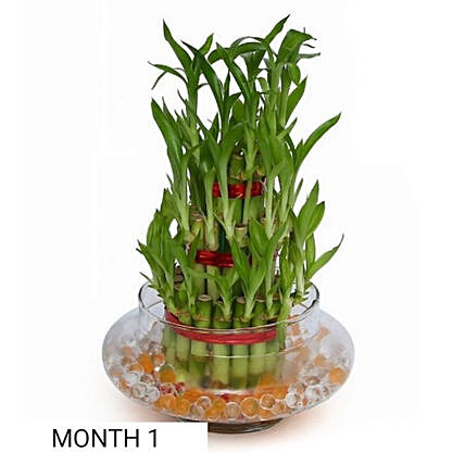 Online Build Your Own Garden Gift Delivery in UAE - Ferns N Petals